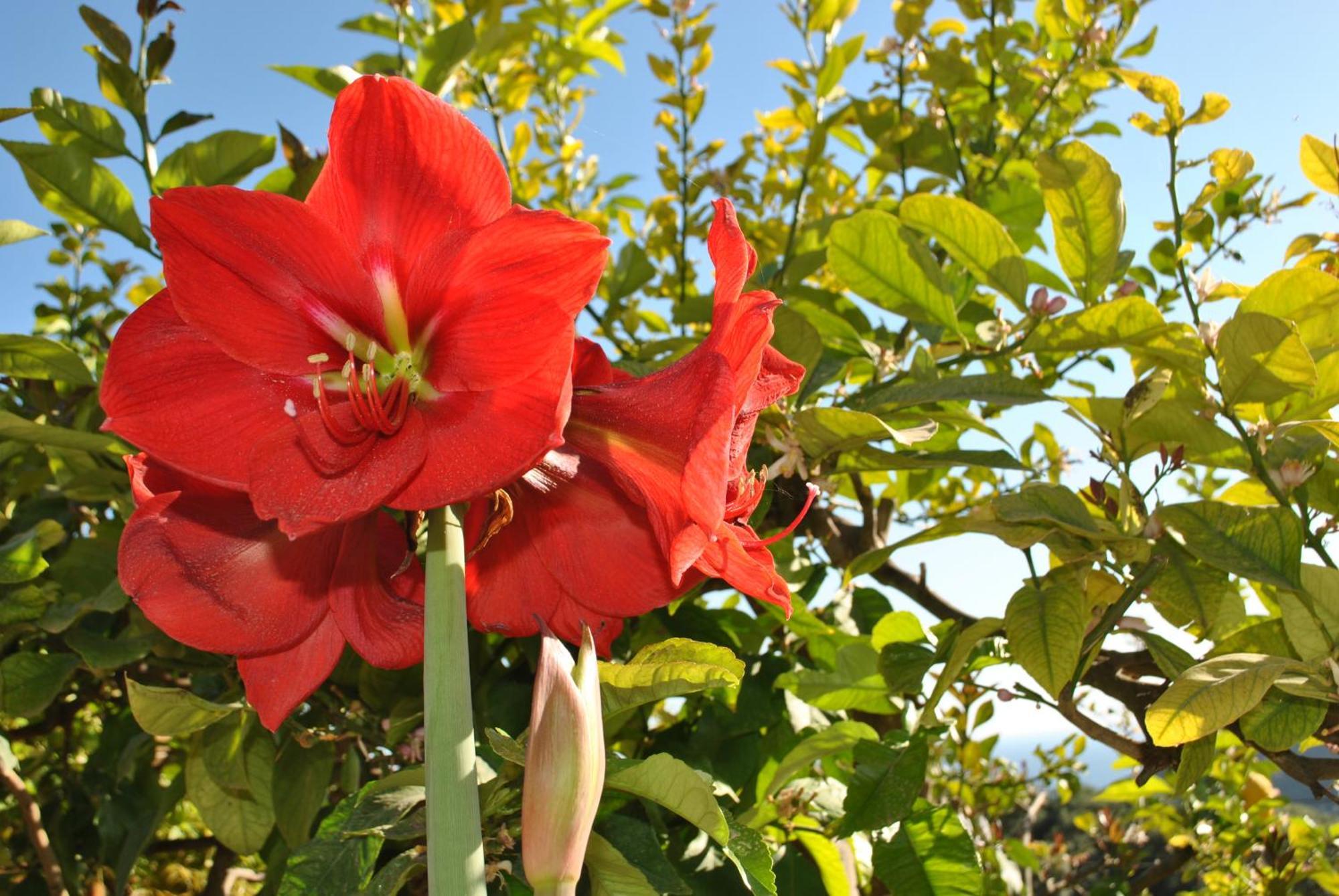 パルガAmaryllis Houseアパートメント エクステリア 写真